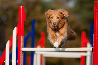 Delphi agility